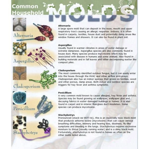 LABTECH Mold Detection Test Kit 10 LABTECH Mold Detection Test Kit - Image 8